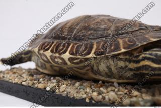 tortoise shell 0007